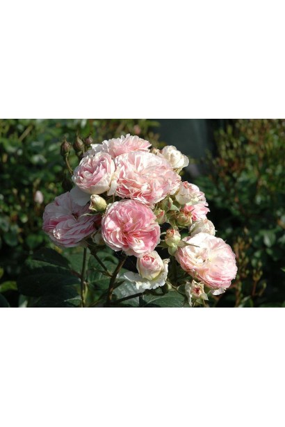 Rosa Lenbofa Bouquet Parfait